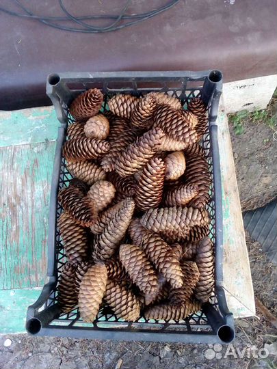 Шишки для декора и творчества