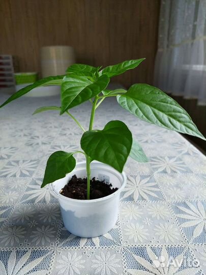 Перец комнатный острый