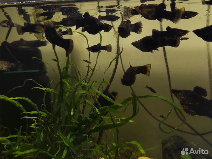 Гуппи микс и моллинезии