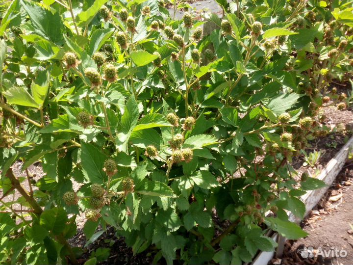 Саженцы крупноплодной ежевики