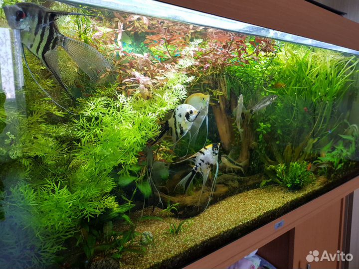 Аквариумные растения, фон