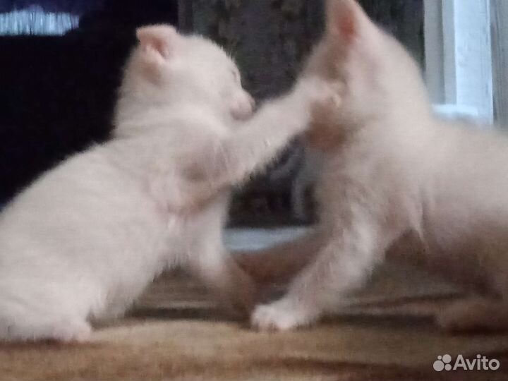 Вислоухие котята