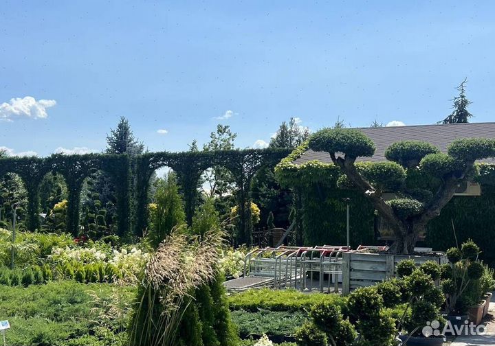 Можжевельник Блю Эрроу для живой изгороди