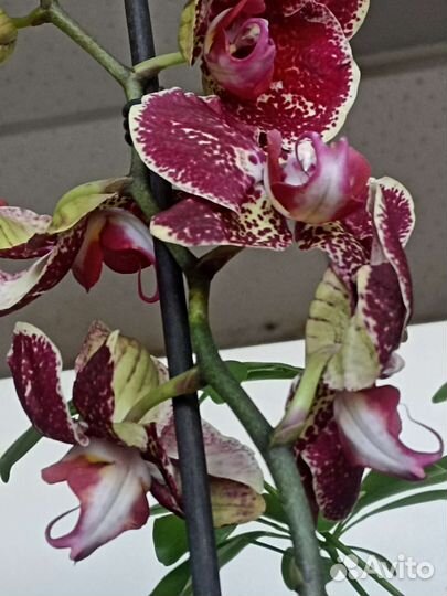 Орхидея Фаленопсис Цимбидиум