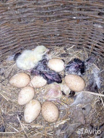 Сельский туризм,отдых на природе, агротуризм