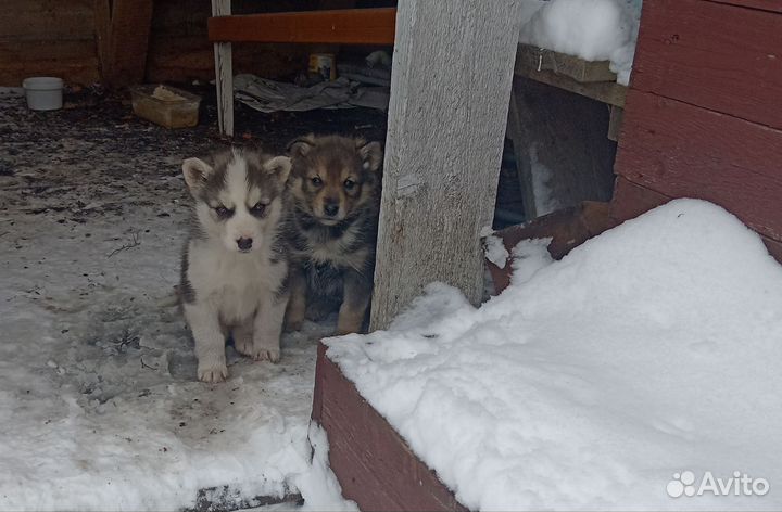 Щенки