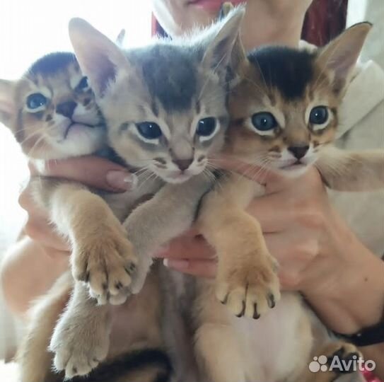 Элитные чистокровные абиссинские котята