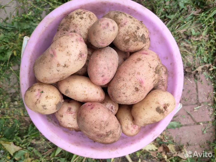 Картофель. Урожай 2023 года