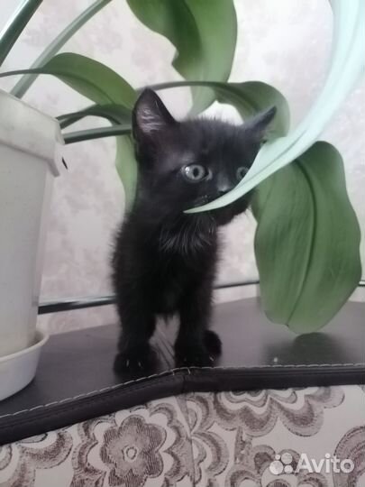 Очаровательные малыши от кошки мышеловки