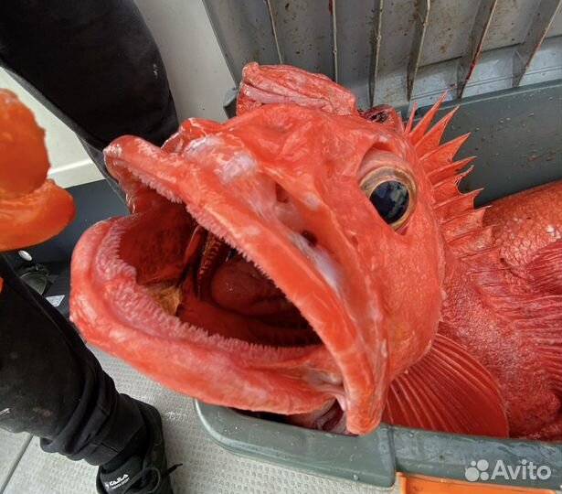 Морская рыбалка