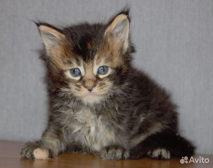 Черепаховое счастье