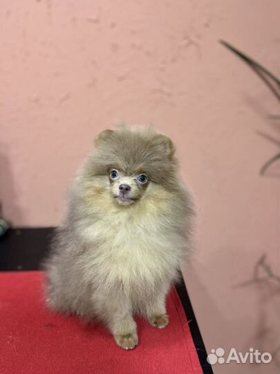 Померанский шпиц