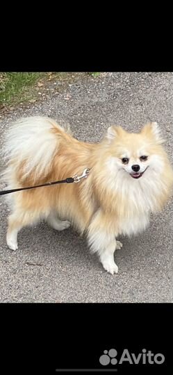 Продолжаем поиски собаки девочка 1,5 года Микка