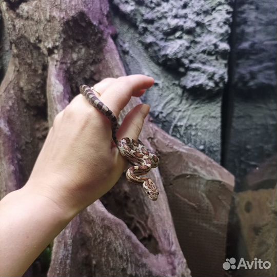 Маисовый полоз