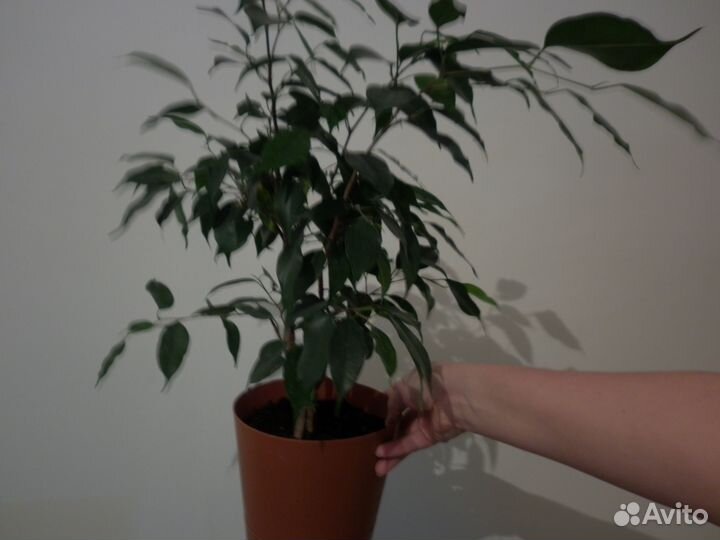 Кодиеум, фикус, мирт/Доставка