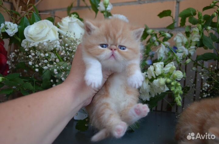 Маленькая экзотическая лапочка