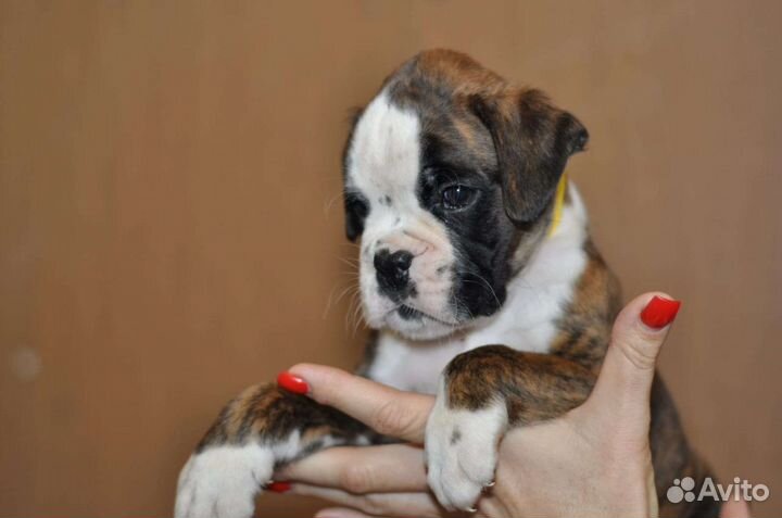 Щенки немецкого боксера