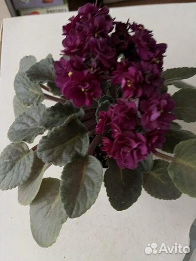 Сортовые фиалки взрослое растение