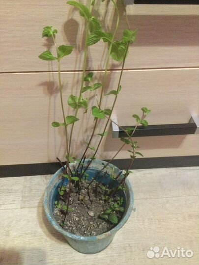 Мята в горшке