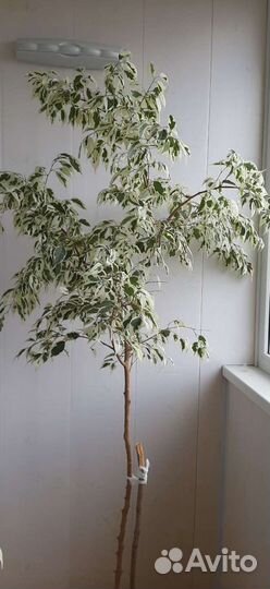Фикус бенджамина пестролистный,около 2 метров