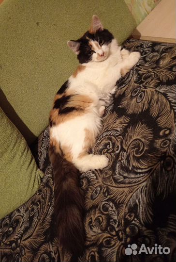 Кошка богатка