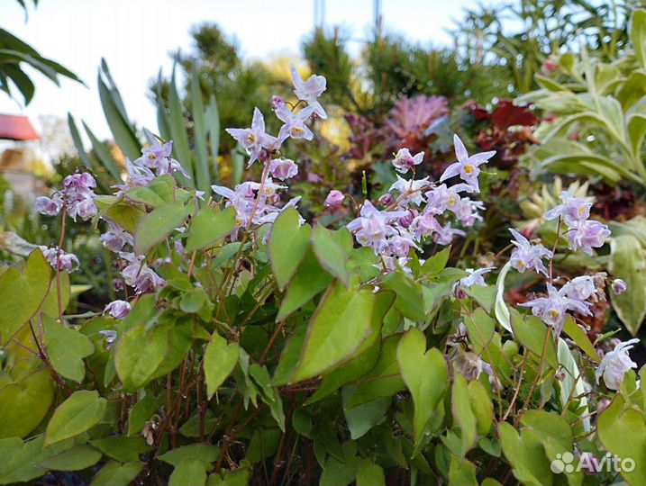 Многолетники,почтой)