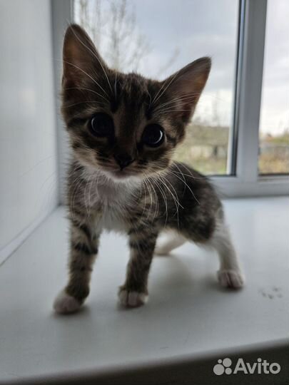 Отдам котиков в хорошие, добрые руки