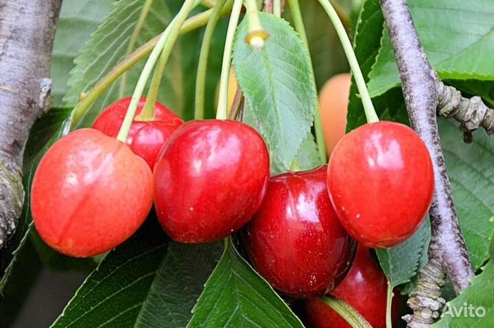 Саженцы плодовых деревьев