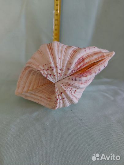 Ракушка морская большая