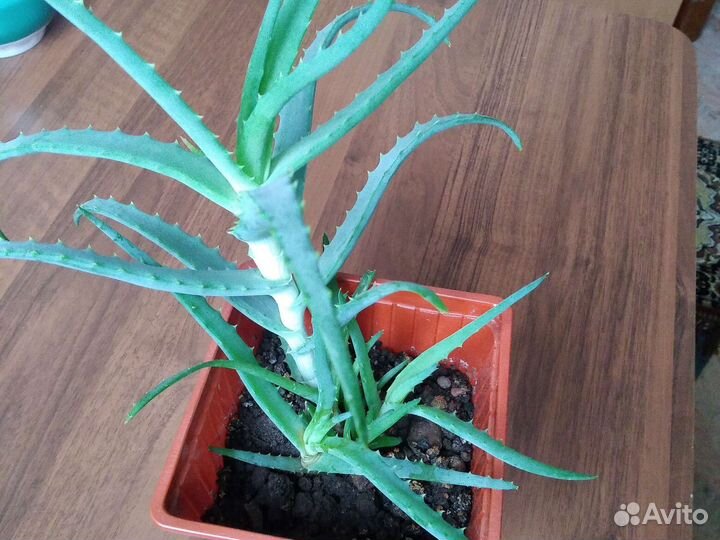 Алоэ (столетник)