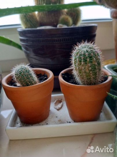 Кактус домашний