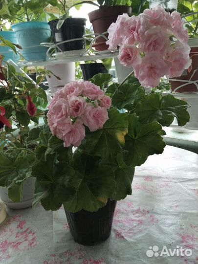 Пеларгония герань сортовая