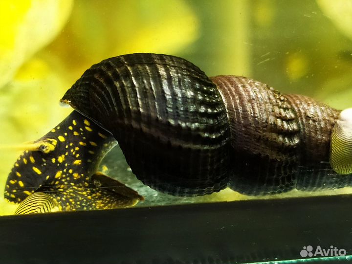 Улитки теломелании (кролик)