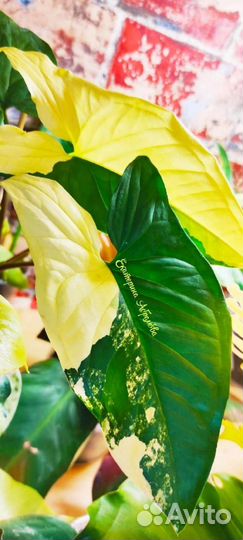 Сингониум Империал Еллоу