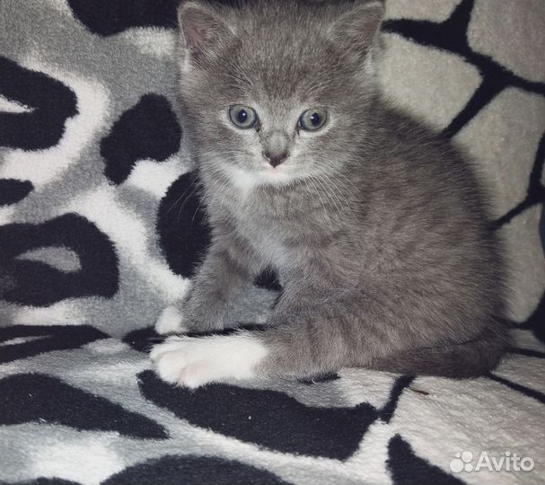 Кошка в дар бесплатно