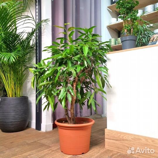 Фикус Амстел Кинг Бранч