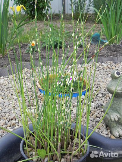 Растения для пруда