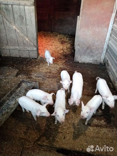 Поросята ландрас