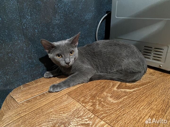 Котенок в самые добрые руки