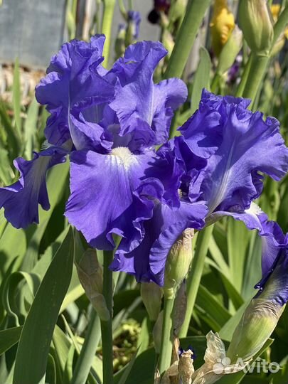Ирисы. Ирисы бородатые