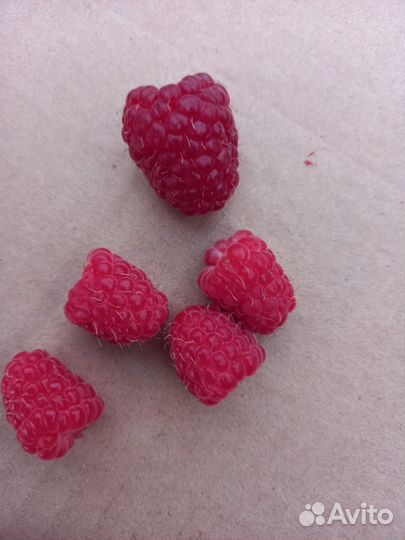 Малина сорт 