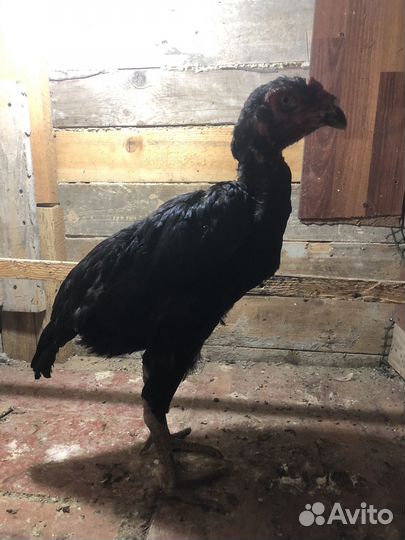 Бойцовая птица