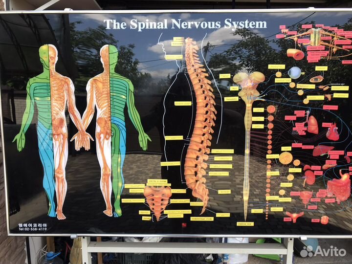 Элекроный стенд позвоночника