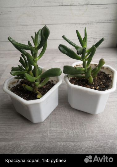 Кактусы и суккуленты