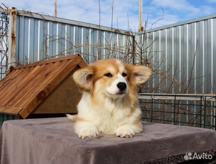 Корги,щенок - флаффи