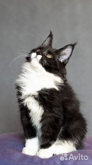 Котята мейн-кун