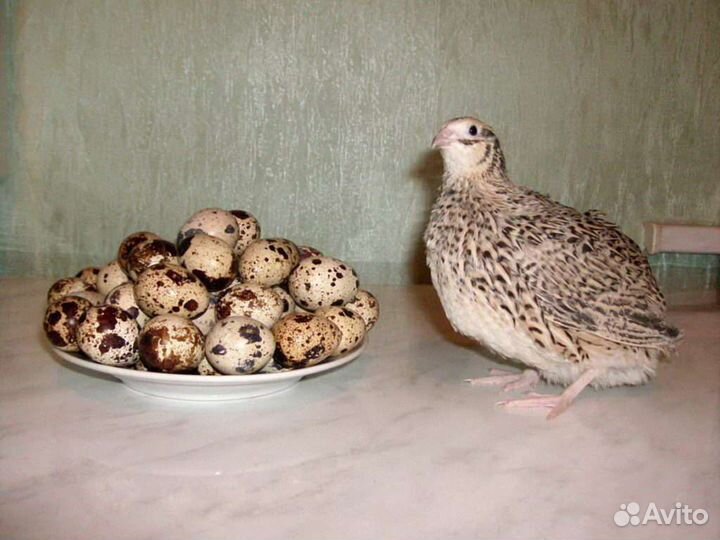 Мясо, яйцо перепелиное, козье молоко, перепелята