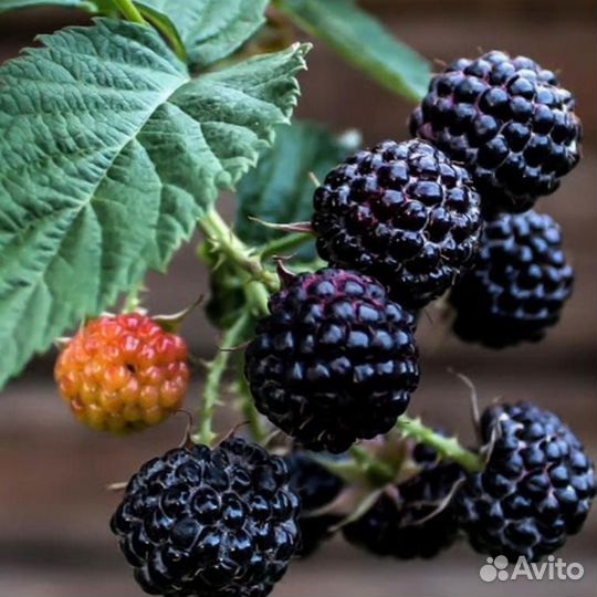 Ежемалина Кумберленд саженцы