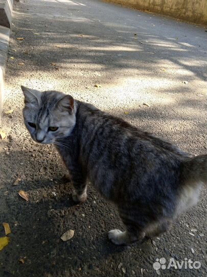 Кошка в дар бесплатно