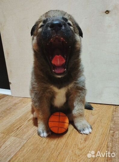 Щен в добрые руки